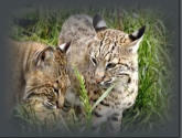 Bobcats Turpentine Creek