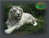 Albino Tiger Turpentine Creek